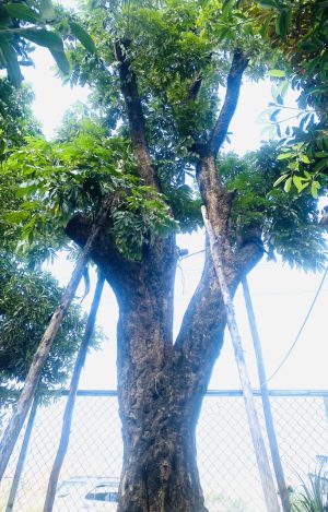 Cây nhãn ăn quả cổ thụ - Cao 6m - Vanh 200