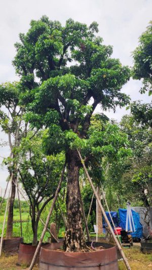 Cây nhãn ăn quả cổ thụ - Cao 6m - Vanh 200