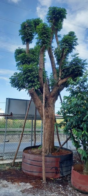 Cây nhãn ăn quả cổ thụ - Cao 6m - Vanh 200