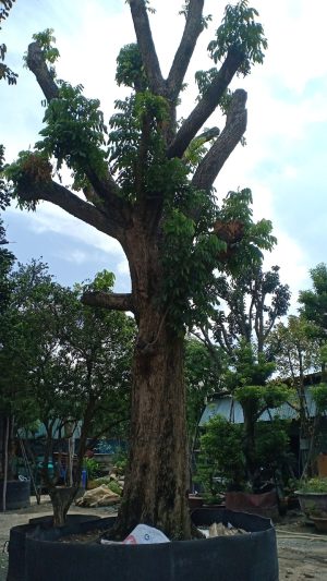 Cây nhãn ăn quả cổ thụ - Cao 6m - Vanh 200