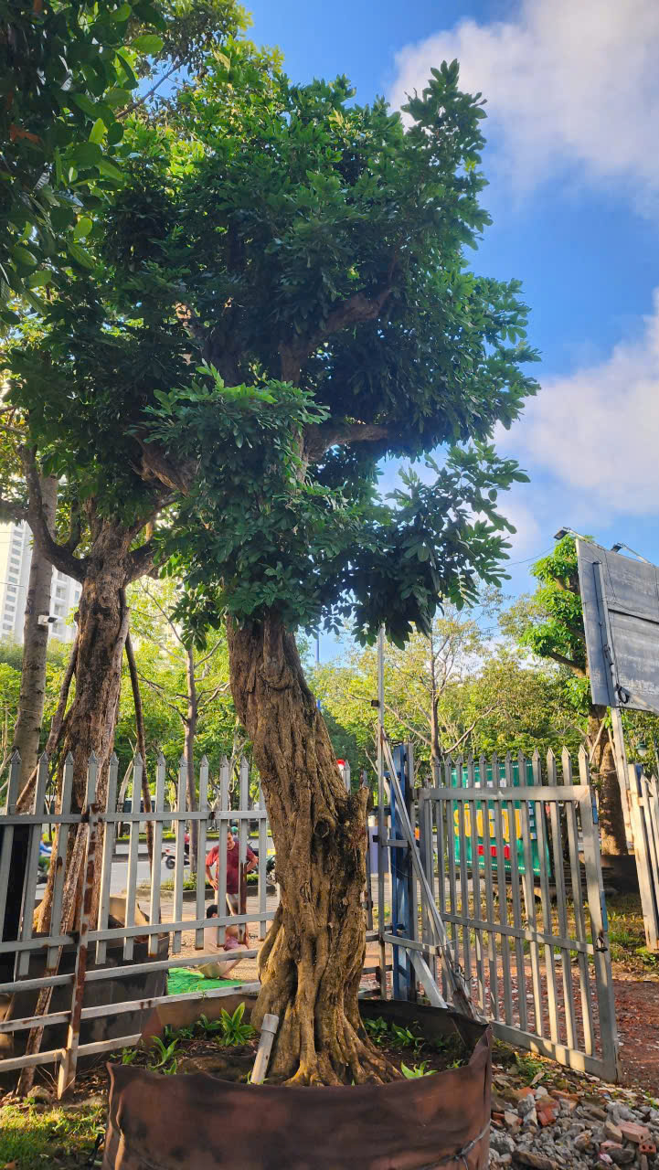 Cây nhãn ăn quả cổ thụ - Cao 6m - Vanh 200