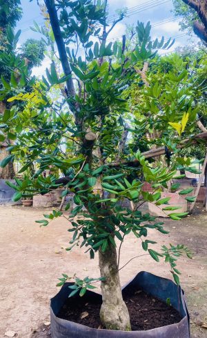 Cây nhãn ăn quả cổ thụ - Cao 6m - Vanh 200