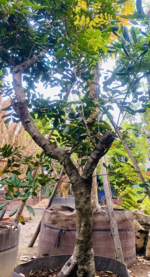 Cây nhãn ăn quả cổ thụ - Cao 6m - Vanh 200