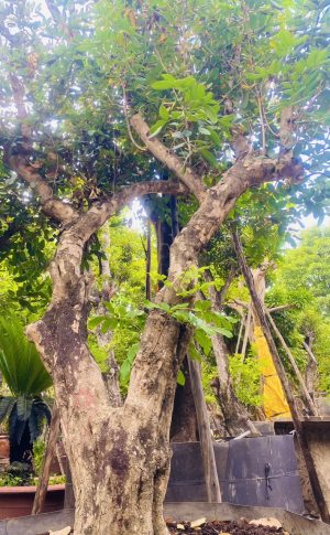 Cây nhãn ăn quả cổ thụ - Cao 6m - Vanh 200