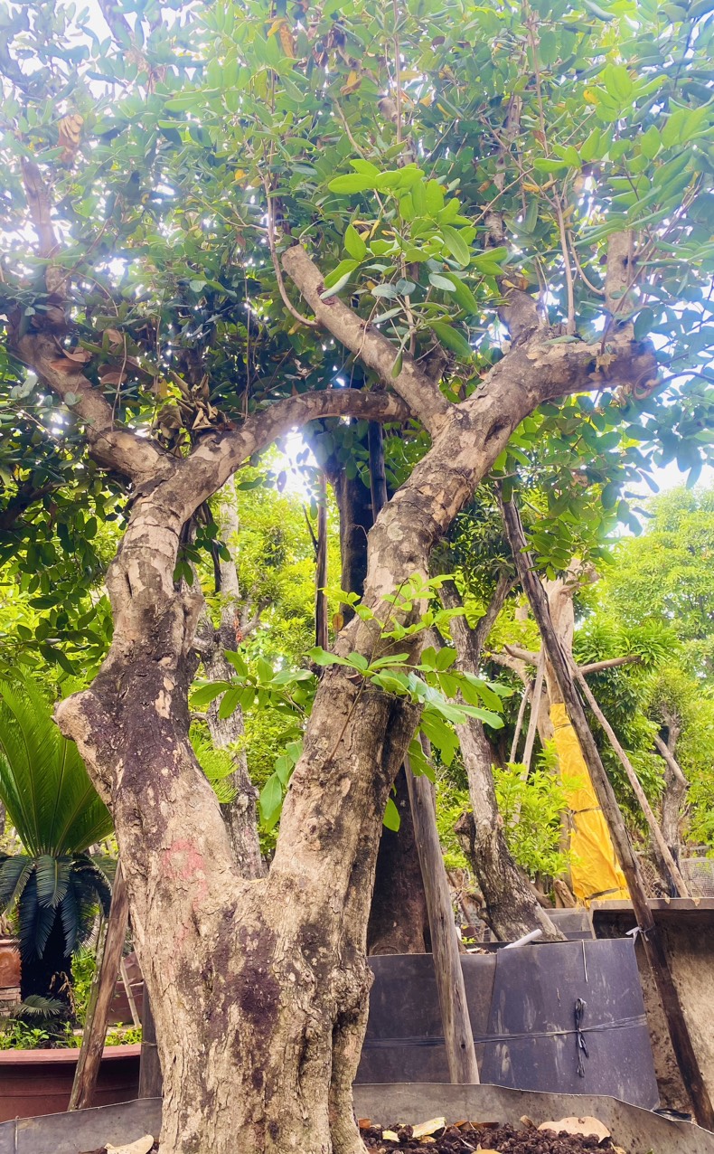 Cây nhãn ăn quả cổ thụ - Cao 6m - Vanh 200