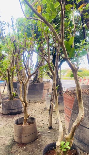 Cây ổi ruột đỏ - Cao 2 m - Vanh 40