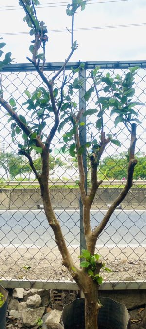 Cây ổi ruột đỏ - Cao 2 m - Vanh 40