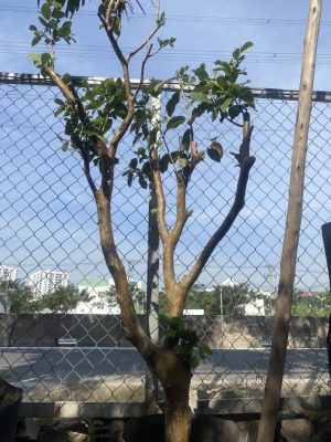 Cây ổi ruột đỏ - Cao 2 m - Vanh 40