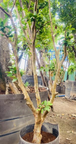 Cây ổi ruột đỏ - Cao 2 m - Vanh 40