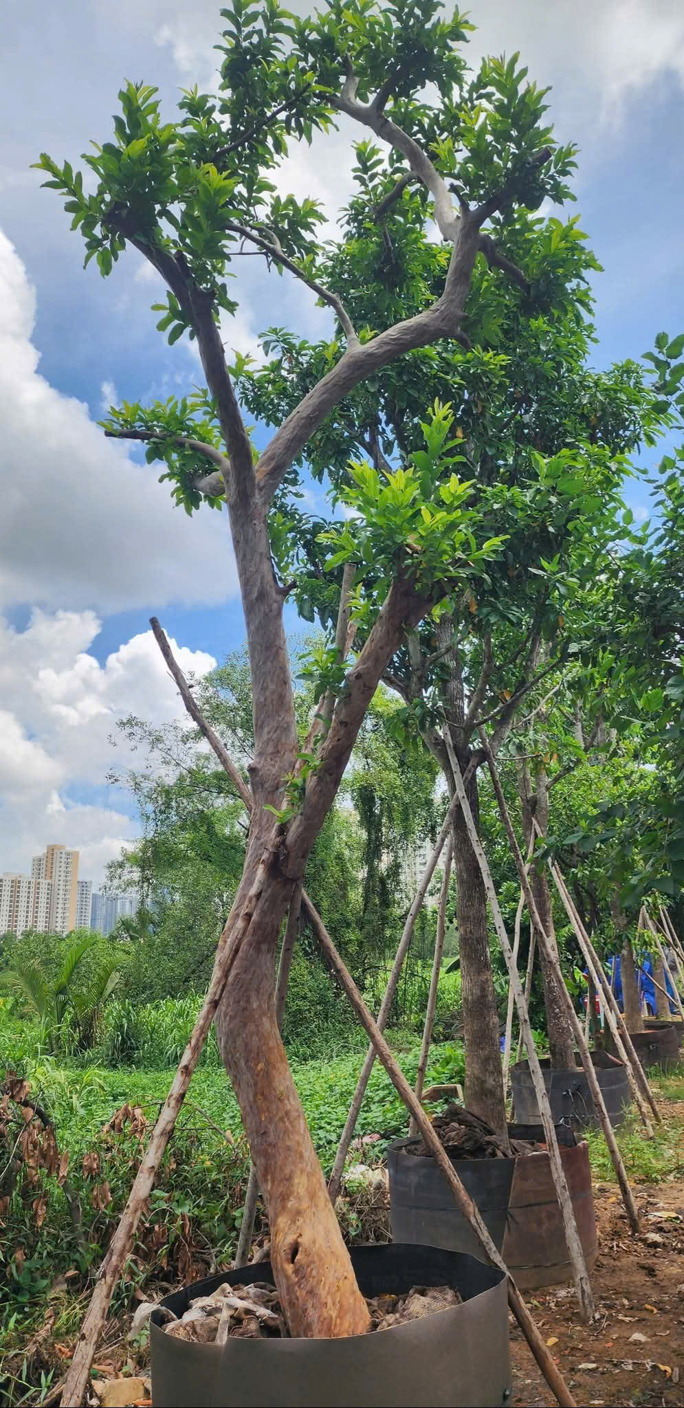 Cây ổi ruột đỏ - Cao 2 m - Vanh 40