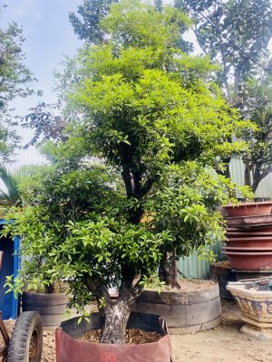 Cây saboche - Cao 3,5m - Vanh 90