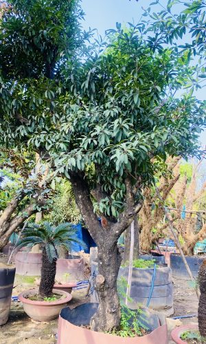 Cây saboche - Cao 3,5m - Vanh 90