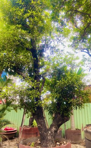 Cây saboche - Cao 3,5m - Vanh 90