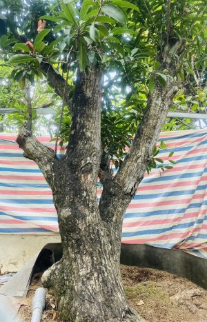 Cây saboche - Cao 3,5m - Vanh 90