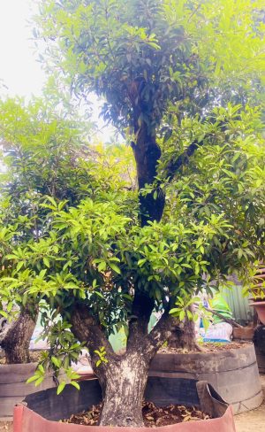 Cây saboche - Cao 3,5m - Vanh 90