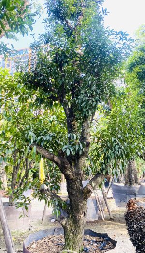 Cây saboche - Cao 3,5m - Vanh 90