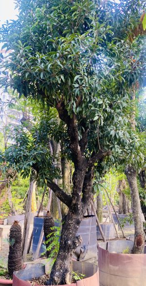 Cây saboche - Cao 3,5m - Vanh 90