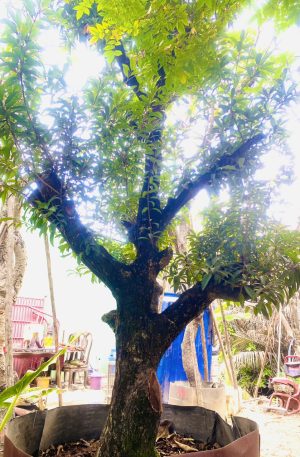 Cây saboche - Cao 3,5m - Vanh 90