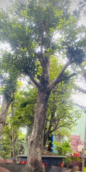 Cây saboche - Cao 3,5m - Vanh 90