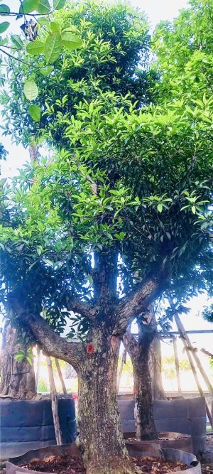Cây saboche - Cao 3,5m - Vanh 90