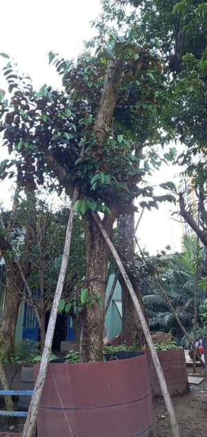 Cây vú sữa lò rèn - Cao 4,5m - Vanh 60