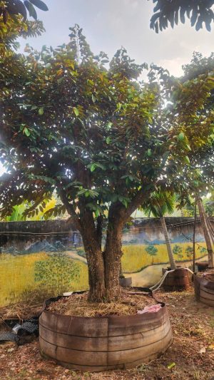 Cây vú sữa lò rèn - Cao 5m - Vanh 260