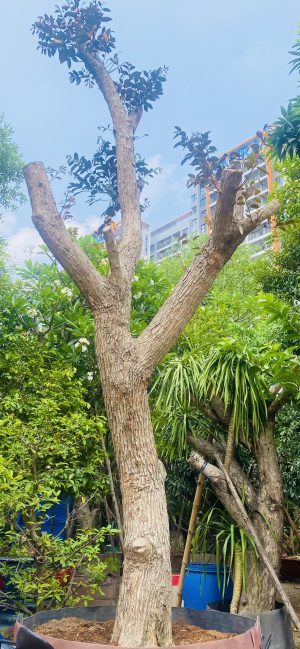 Cây vú sữa lò rèn - Cao 6m - Vanh 100