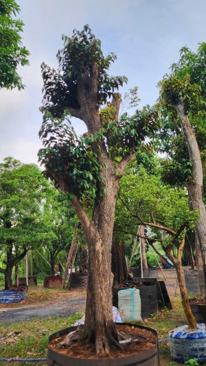 Cây vú sữa lò rèn - Cao 6m - Vanh 160