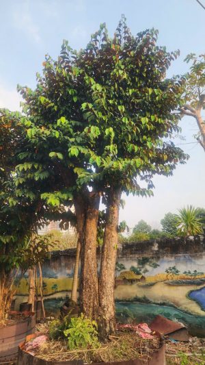 Cây vú sữa lò rèn - Cao 6m - Vanh 200