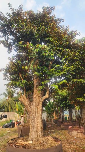 Cây vú sữa lò rèn - Cao 6m - Vanh 260