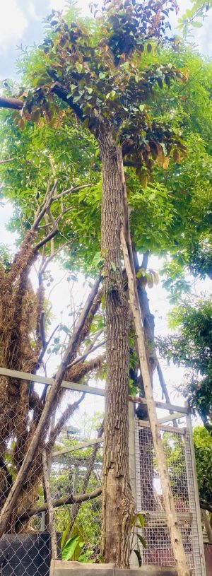 Cây vú sữa lò rèn - Cao 6m - Vanh 60