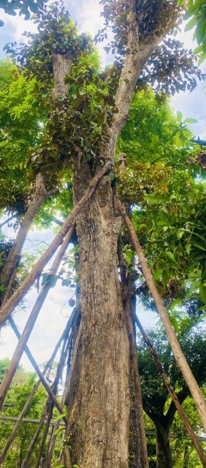 Cây vú sữa lò rèn - Cao 7m - Vanh 180