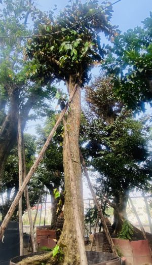 Cây vú sữa lò rèn - Cao 7m - Vanh 230