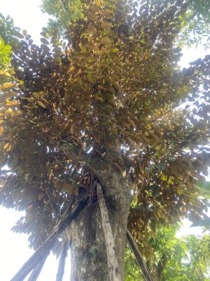 Cây vú sữa lò rèn - Cao 7m - Vanh 260