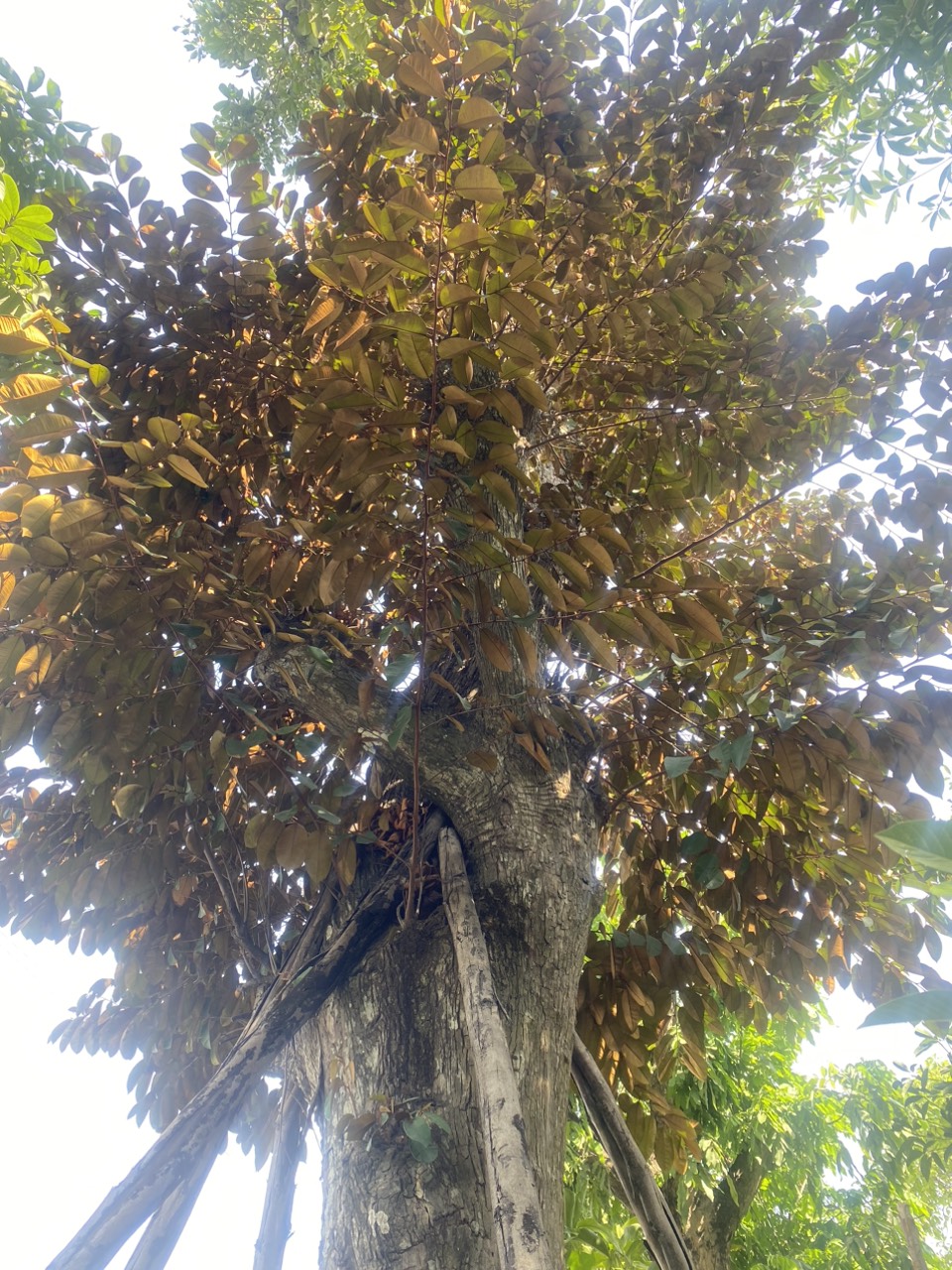 Cây vú sữa lò rèn - Cao 7m - Vanh 260