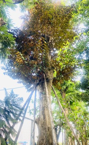 Cây vú sữa lò rèn - Cao 8m - Vanh 300