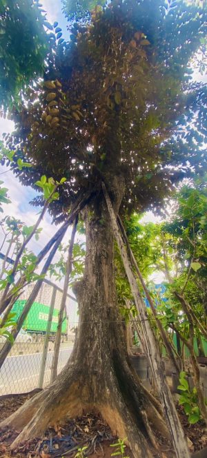 Cây vú sữa lò rèn - Cao 8m - Vanh 360