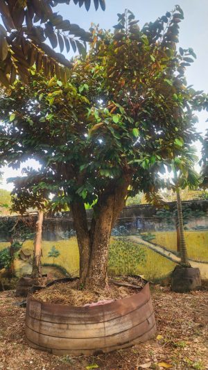 Cây vú sữa lò rèn - Cao 8m - Vanh 360