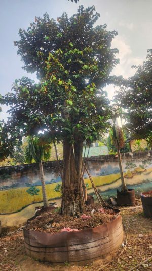 Cây vú sữa lò rèn - Cao 8m - Vanh 360