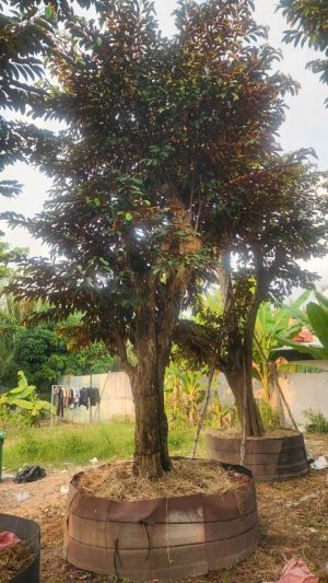 Cây vú sữa lò rèn - Cao 8m - Vanh 360