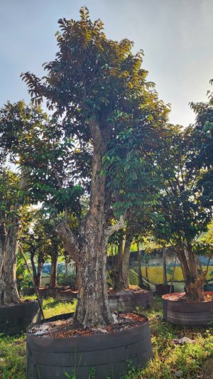 Cây vú sữa lò rèn - Cao 8m - Vanh 360