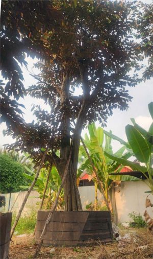 Cây vú sữa lò rèn - Cao 8m - Vanh 360