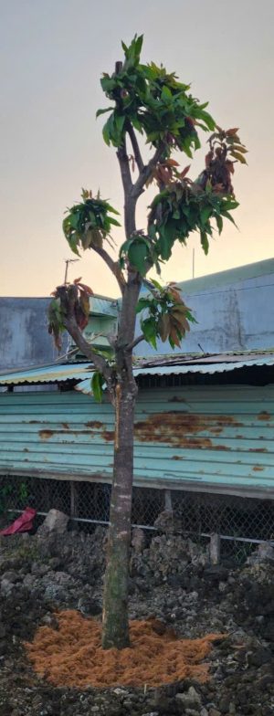 Cây xoài cát Hòa Lộc - Cao 5m - Vanh 70