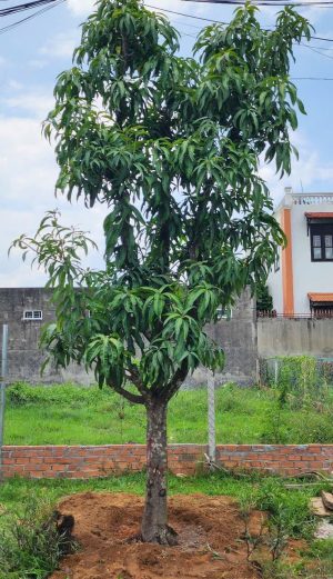 Cây Xoài Cát Chu - Cao 3,5m - Vanh 50