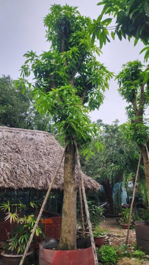 Cây Xoài Cát Chu - Cao 6,5m - Vanh 130