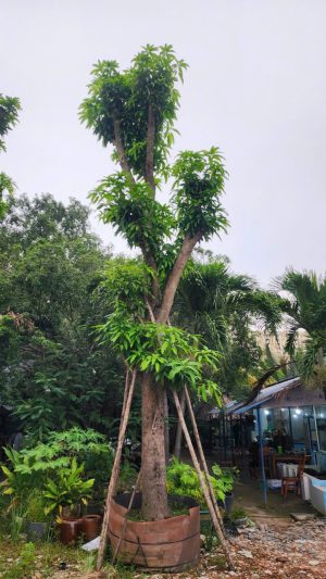 Cây xoài cát chu - Cao 6m - Vanh 120