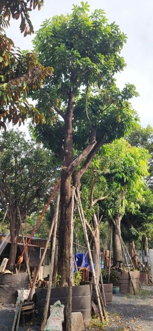 Cây xoài cát chu - Cao 7m - Vanh 110.jpg