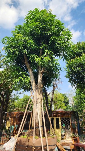 Cây xoài xưa - Cao 8m - Vanh 250