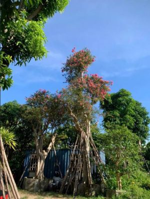 Cây Bằng Lăng Ghép Tường Vi