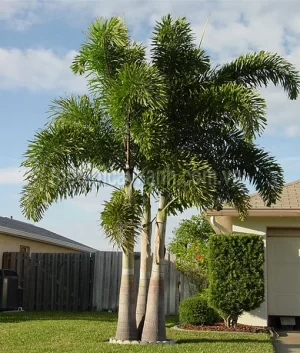 Cây Cau Đuôi Chồn